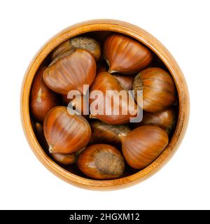 Ungeschälte Kastanien, in einer Holzschüssel. Rohe Nüsse von Edelkastanie, Castanea sativa. Sie können roh, geröstet, kandiert, gekocht oder gemahlen werden. Stockfoto