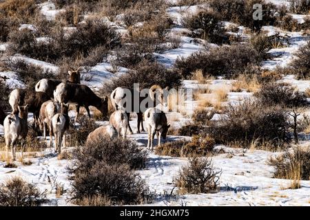 Bighorn Schafe entlang Highway 75 Stockfoto