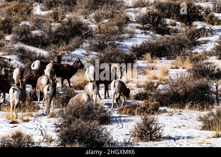 Bighorn Schafe entlang Highway 75 Stockfoto