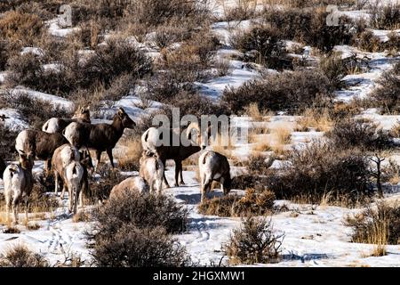 Bighorn Schafe entlang Highway 75 Stockfoto