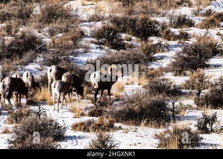 Bighorn Schafe entlang Highway 75 Stockfoto