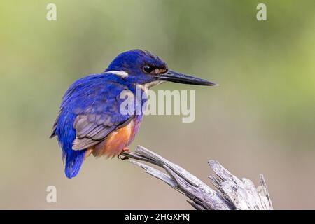 Azure Kingfisher thront auf einem über dem Fluss gelegenen Ast Stockfoto