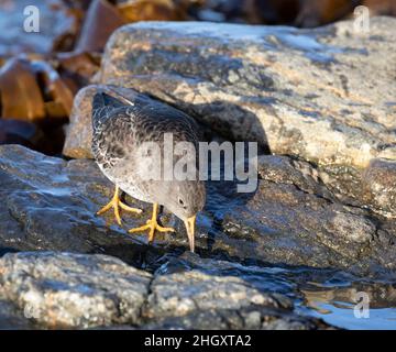 Purple Sandpiper, Calidris maritima, steht auf einem Felsen und sondiert unter einer einfallenden Welle nach Nahrung. Saltcoats, North Ayrshire, Schottland. Stockfoto