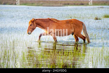 Wildpferde, die im Donaudelta in Rumänien frei grasen Stockfoto