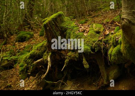 Baumstumpf mit sichtbaren Wurzeln, grünem Moos und abgefallenen braunen Blättern in einem Wald in den spanischen Pyrenäen im Herbst Stockfoto