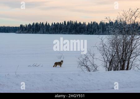 Wolf steht im Winter auf einem gefrorenen See mit einer Baumgrenze in der Ferne Stockfoto