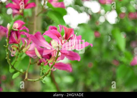 Bauhinia wird in Südchina hergestellt. Indien und die Indochina-Halbinsel sind verteilt. Stockfoto