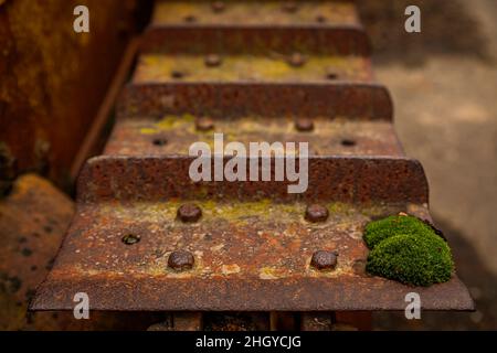 Alte rostige Lauffläche aus verlassenen schweren Geräten, ein Traktor, mit Moos auf der verrosteten Lauffläche Stockfoto