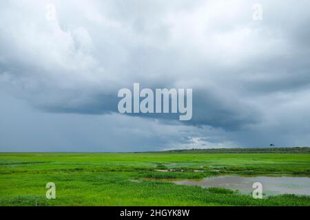 Fogg Dam Conservation Reserve Feuchtgebiete an bewölktem Tag Stockfoto