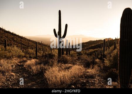 Im Saguaro National Park führt der Weg durch den silhouettierten Saguaro Cactus gegen Einen ausgewachsenen Himmel Stockfoto