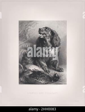 Spaniel und Pheasant 15. Juni 1871 nach Sir Edwin Henry Landseer Britisch nach einem Gemälde, das 1845 in der britischen Institution gezeigt wurde. Spaniel und Pheasant. Nach Sir Edwin Henry Landseer (British, London 1802–1873 London). 15. Juni 1871. Gemischte Methode Gravur auf Chine collé. Pilgeram & Lefèvre (London). Charles George Lewis (British, Enfield, Middlesex 1808–1880 Felpham, Sussex). Ausdrucke Stockfoto