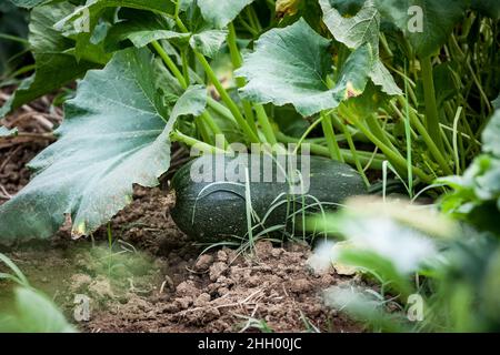 Bild einer riesigen Zucchini auf einer Zucchini-Pflanze im Sommer in einem Küchengarten. Die Zucchini, Zucchini oder Babymark ist ein Sommerkürbis, ein vining HE Stockfoto