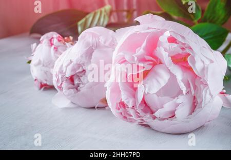 Drei rosa Pfingstrosen senken n einem weißen Holzstruktur Hintergrund Stockfoto