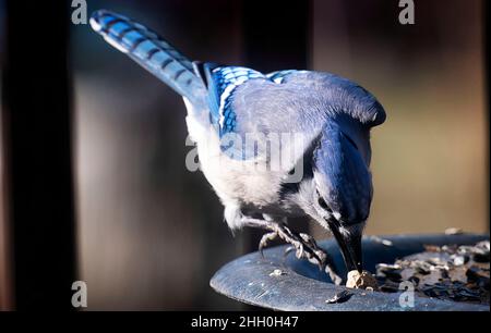Bluejay findet eine Erdnuss auf dem Deck Stockfoto