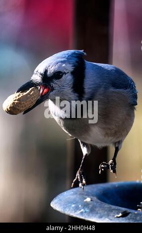 Bluejay findet eine Erdnuss auf dem Deck Stockfoto