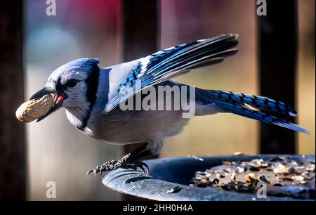 Bluejay findet eine Erdnuss auf dem Deck Stockfoto
