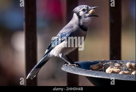 Bluejay findet eine Erdnuss auf dem Deck Stockfoto