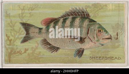 Sheepshead, aus der Serie Fishers and Fish (N74) for Duke Brand Cigarettes 1888 Lithographie von knapp & Company American Trade Cards aus der Serie 'Fishers and Fish' (N74), herausgegeben in einem Satz von 50 Karten im Jahr 1888 zur Werbung für W. Duke Sons & Co. Brand Cigarettes. Sheepshead, aus der Serie Fishers and Fish (N74) für Zigaretten der Marke Duke. 1888. Kommerzielle Farblithographie. Herausgegeben von W. Duke, Sons & Co. (New York und Durham, N.C.) Stockfoto