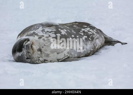 Eine ausgewachsene Weddellrobbe (Leptonychotes weddellii), die am Kap Denison, Antarktis, ruht. Stockfoto