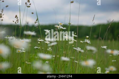 Die Blütezeit. Kamille. Feld, Kamille Kamille blühen Blumen auf einer Wiese im Sommer Stockfoto