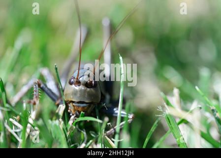 Mormonen-Cricket (Anabrus simplex) im Gras; Washington County Idaho Stockfoto