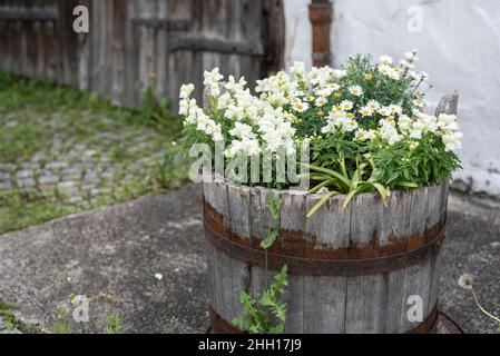 Ein hölzerner Eimer mit weißen Drachen und marguerite-Gänseblümchen im Hof eines Häuschens Stockfoto