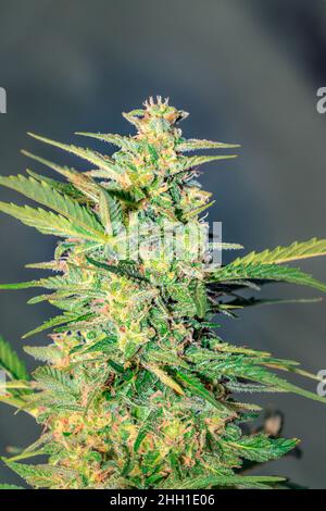 Schöne weibliche Cannabis (Hanf) Pflanze wächst, Kapstadt, Südafrika Stockfoto