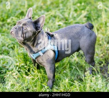 6 Monate Alte Blaue Isabella Männliche Französin Schaut Auf. Hundepark an der Leine in Nordkalifornien. Stockfoto