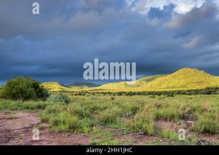 Eine feuchte Landschaft Blick auf Berge, braun und grün Savanne Grasland bedeckt mit Wassertropfen und regen Pfützen nach einem Regensturm, Pilanesburg Stockfoto