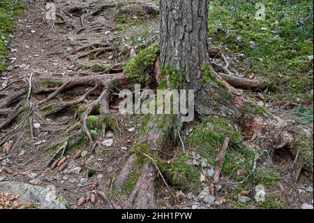 Unwegsames Gelände durch Wald mit vielen Wurzeln Stockfoto
