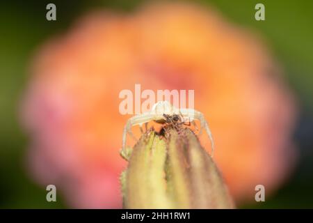 Weiße Krabbenspinne mit leuchtenden bunten Blumen im Hintergrund Stockfoto