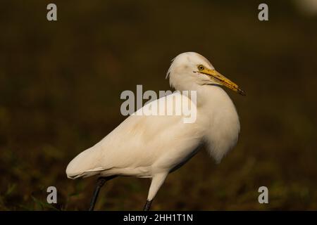 Dies ist ein Bild des indischen Rinderreihervogels Stockfoto