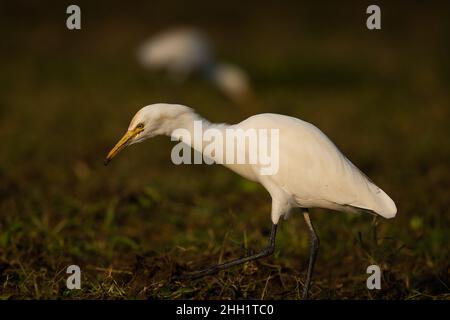 Dies ist ein Bild des indischen Rinderreihervogels Stockfoto