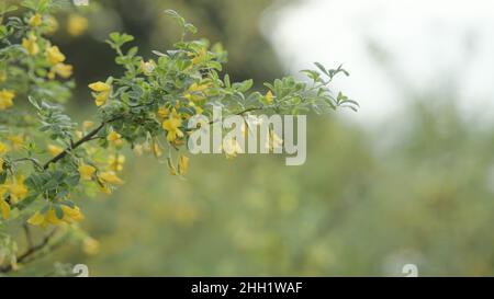 nahaufnahme der caragana-Blüte, breites Foto Stockfoto