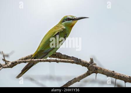 Blauwanzen-Bienenfresser - Merops persicus, ein wunderschöner, farbiger Vogel aus afrikanischen Büschen und Savannen, Taita-Hügeln, Kenia. Stockfoto