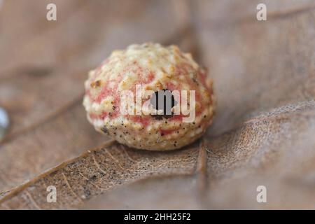 Nahaufnahme des geschlüpften Eies einer gemeinsamen europäischen Gallenwespe, Cynaps longiventris, gefunden auf einem gefallenen Eichenblatt, Quercus robur im Herbst Stockfoto