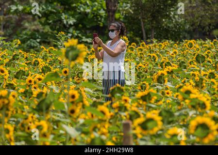 Bangkok, Thailand. 22nd Januar 2022. Eine Frau hat gesehen, wie sie ein Sonnenblumenfeld im Vachirabenjatas Park in Bangkok fotografiert hat. Kredit: SOPA Images Limited/Alamy Live Nachrichten Stockfoto