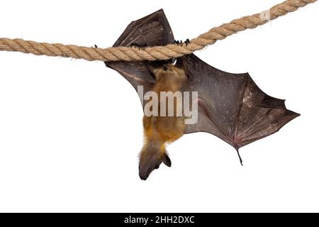 Junger Erwachsener, fliegender Fuchs, Fruchtfledermaus alias Megabat, hängt an Sisalseil, wobei ein Flügel ausgebreitet ist und die Struktur der Knochen zeigt. Wegschauen kam Stockfoto