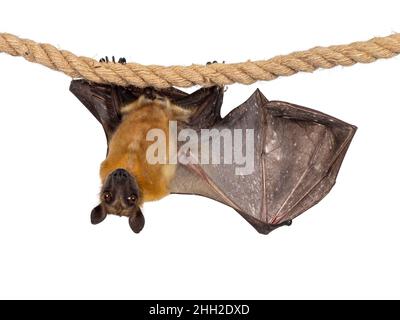 Junger Erwachsener, fliegender Fuchs, Fruchtfledermaus alias Megabat, hängt an Sisalseil, wobei ein Flügel ausgebreitet ist und die Struktur der Knochen zeigt. Blick direkt auf die Kamera w Stockfoto