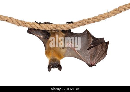 Lustiges Gesichtsbild des jungen erwachsenen fliegenden Fuchses, Fruchtfledermaus alias Megabat, hängend an Sisalseil mit einem Flügel, der die Struktur der Knochen zeigt. Isoliertes o Stockfoto