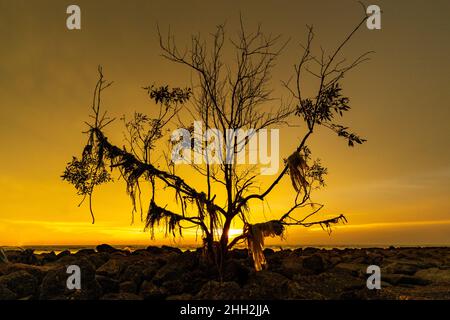 Schlammiger Strand in Kuala Selangor, Selangor, Malaysia Stockfoto