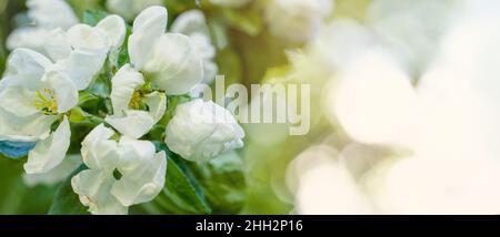 Apfelblüten über verschwommenem Naturhintergrund Stockfoto