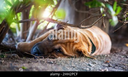 Der junge Shar-pei Hund ruht an einem heißen, sonnigen Tag im Schatten. Diese niedliche Rasse ist durch faltige Haut charecterisiert und stammt aus China. Stockfoto