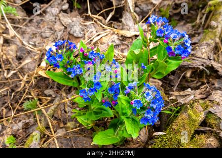 Die ersten Frühlingsblumen, die Wälder und Wiesen in blauen und violetten Farben bemalen, Reisende begeistern, selektive Konzentration Stockfoto