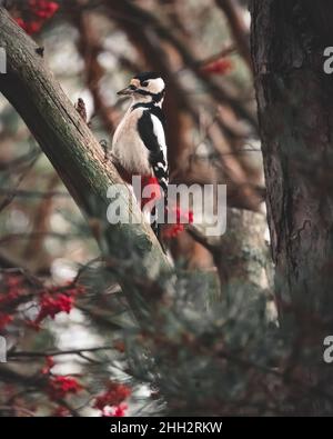 Buntspecht auf einem Ast. Vogelbeeren im Hintergrund. Hochwertige Fotos Stockfoto