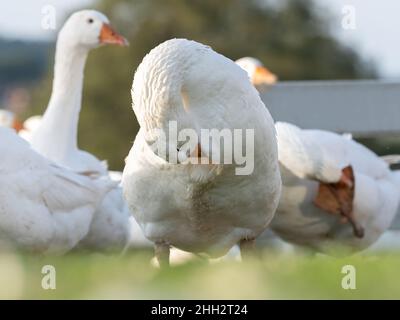 Vielen weißen Mast Gänse auf der Wiese Stockfoto