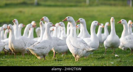 Vielen weißen Mast Gänse auf der Wiese Stockfoto