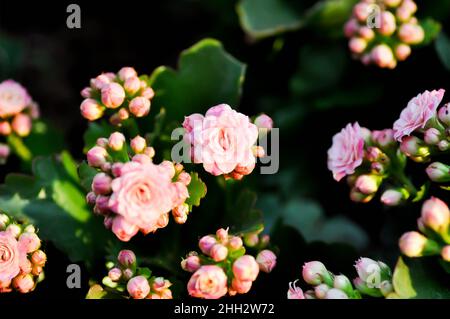 Kalanchoe blossfeldiana Poelln, Kalanchoe blossfeldiana oder Flaming Katy oder Kalanchoe oder CRASSULACEAE Pflanze Stockfoto