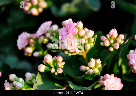 Kalanchoe blossfeldiana Poelln, Kalanchoe blossfeldiana oder Flaming Katy oder Kalanchoe oder CRASSULACEAE Pflanze Stockfoto