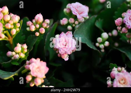 Kalanchoe blossfeldiana Poelln, Kalanchoe blossfeldiana oder Flaming Katy oder Kalanchoe oder CRASSULACEAE Pflanze Stockfoto